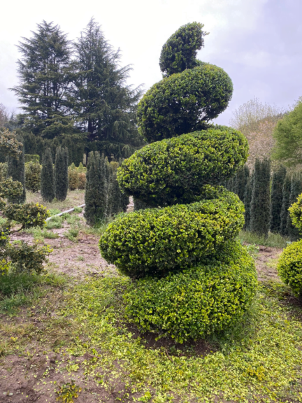 Boxwood grown and clipped into a tall corkscrew spiral, standing in a nursery field with conifer rows behind