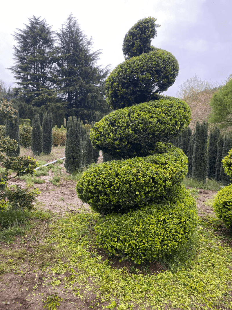 9-foot-by-5-foot-diameter-live-green-beauty-boxwood-spiral-topiary-close-up-picture