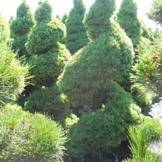 Picea gl and  'Conica' Spiral 15 gal | TOPIARYTREE.NET