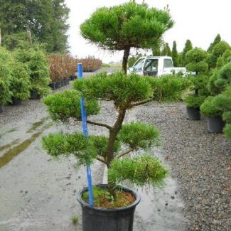 Pinus Contorta Pom Pom 10 gal and | TOPIARYTREE.NET