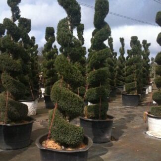 Juniperus ch and  'Spartan' Spiral | TOPIARYTREE.NET