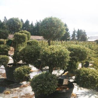 Juniperus x and  media 'Sulphur Spray' Pom pom | TOPIARYTREE.NET