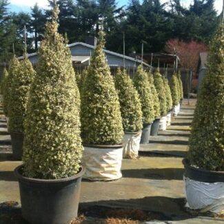 Buxus s and  'Aureo Variegata' Cone