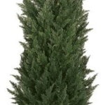 Cone-shaped artificial cypress tree in a terracotta pot, photographed against a white background.