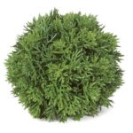 Close-up of dense, feathery green cedar ball foliage