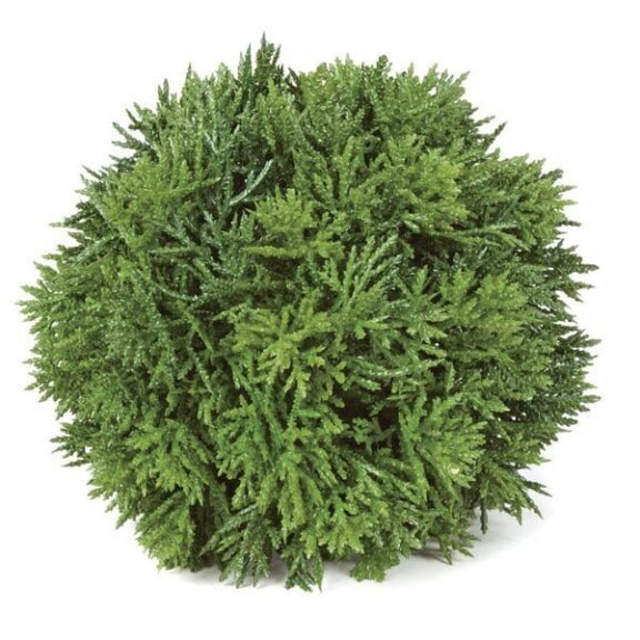 Close-up of dense, feathery green cedar ball foliage
