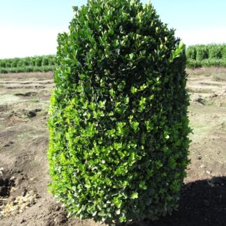 BUXUS Semp and  SUFFRUTICOSA