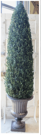 Tall cone-shaped preserved boxwood topiary in a dark metal urn, against a rustic white door