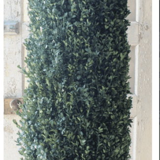 72 inch   Boxwood Cone Topiary | TOPIARYTREE.NET