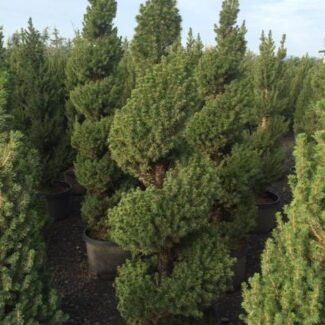 Dwarf Alberta Spruce Spiral Topiary | TOPIARYTREE.NET