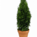 Slim conical evergreen with soft feathery sprays, tapering to a point, potted in a terra cotta pot on white