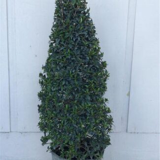 Eugenia Globulus Cone Topiary (Zone 9 through 11) | TOPIARYTREE.NET