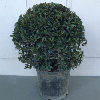 Eugenia Globulus Ball Topiary (Zone 9 through 11) | TOPIARYTREE.NET