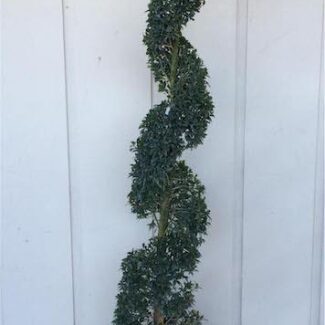 Eugenia Globulus Spiral Topiary (Zone 9 through 11) | TOPIARYTREE.NET