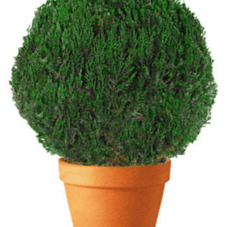 Preserved Globe Topiary 7 inch in Juniper Foliage