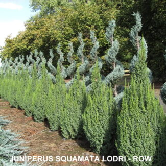 Live Topiary Trees