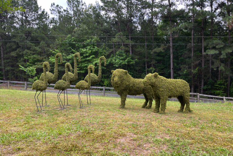 Lion, Tiger & Family of Flamingos Topiary Zoo family