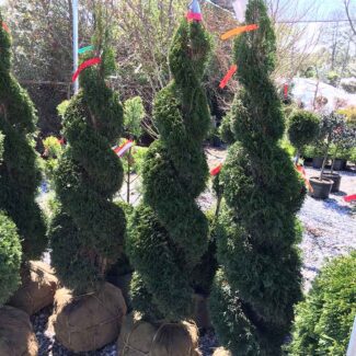 Double Spiral Thuja Live Topiary 6   7 Foot Tall | TOPIARYTREE.NET