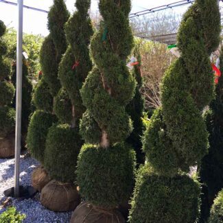 Double Spiral Thuja with Ball Live Topiary 6   7 Foot Tall | TOPIARYTREE.NET