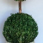 Preserved boxwood double-ball topiary, a small ball above a larger one, set in a fluted stone-look urn
