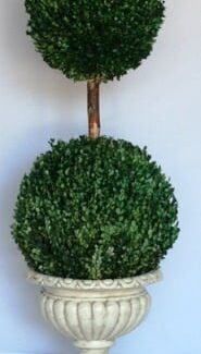 Preserved Double Ball Boxwood Topiary | TOPIARYTREE.NET