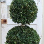 Cone and double-ball boxwood topiary in a dark urn planter in front of a rustic white door