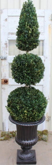 Cone and double-ball boxwood topiary in a dark urn planter in front of a rustic white door