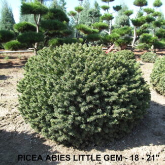 PICEA ABIES LITTLE GEM