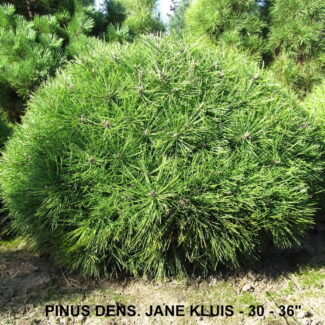 PINUS DENS and  JANE KLUIS  30 to 36 inches