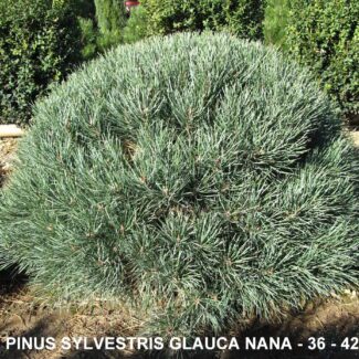 PINUS SYL and  GLAUCA NANA | TOPIARYTREE.NET