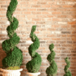 Preserved Topiary Trees