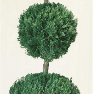 Live Preserved Triple Ball Topiary 60 inches Tall Topiary | TOPIARYTREE.NET