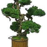 Preserved bonsai tree with a layered green canopy and a gnarled trunk, in a wood barrel planter with metal bands.