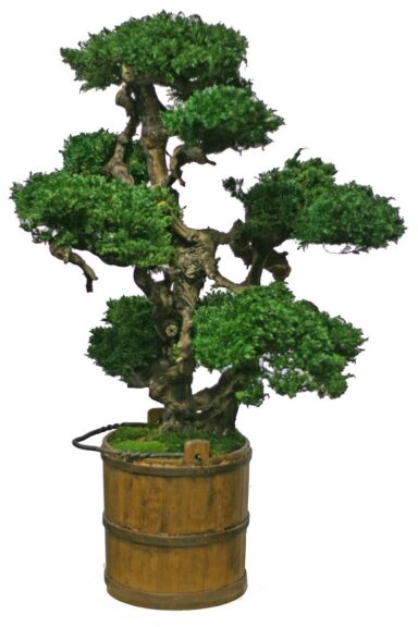 Preserved bonsai tree with a layered green canopy and a gnarled trunk, in a wood barrel planter with metal bands.