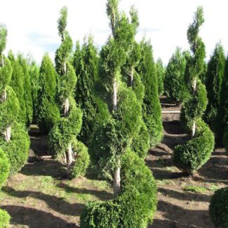 THUJA OCC and  EMERALD GREEN  (SINGLE) | TOPIARYTREE.NET