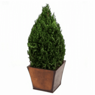Table Top Cone in Juniper Foliage 18 inches | TOPIARYTREE.NET