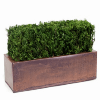 Table Top Hedge Topiary