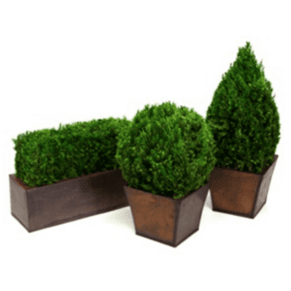 Hedge, Ball  Cone Set in Juniper Foliage | TOPIARYTREE.NET