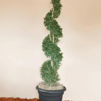 Yaupon Holly Spiral Topiary (7 through 11)