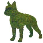 Mossed wire-frame Boston Terrier topiary standing, upright ears and visible eye detail, white background