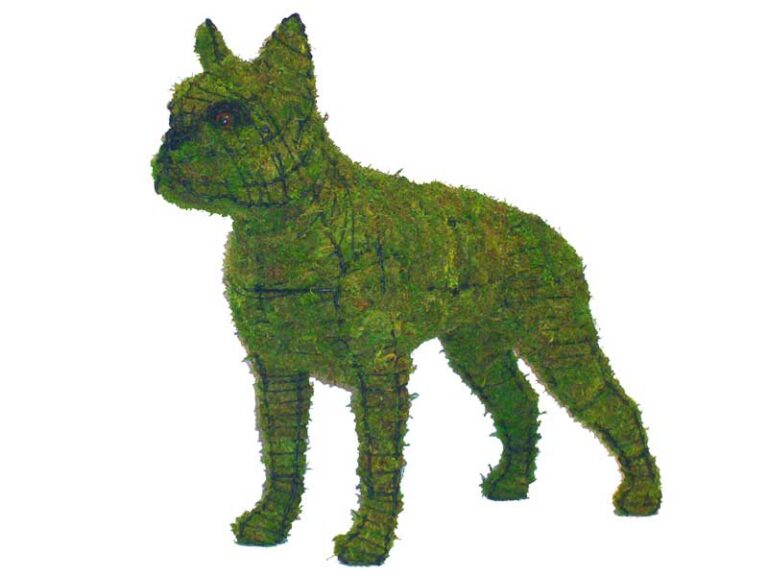 Mossed wire-frame Boston Terrier topiary standing, upright ears and visible eye detail, white background