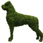 Boxer dog topiary fully covered in green moss, standing in profile on a white background