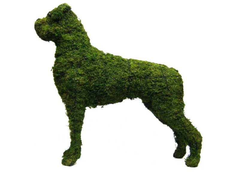 How To Create a Topiary Wall?