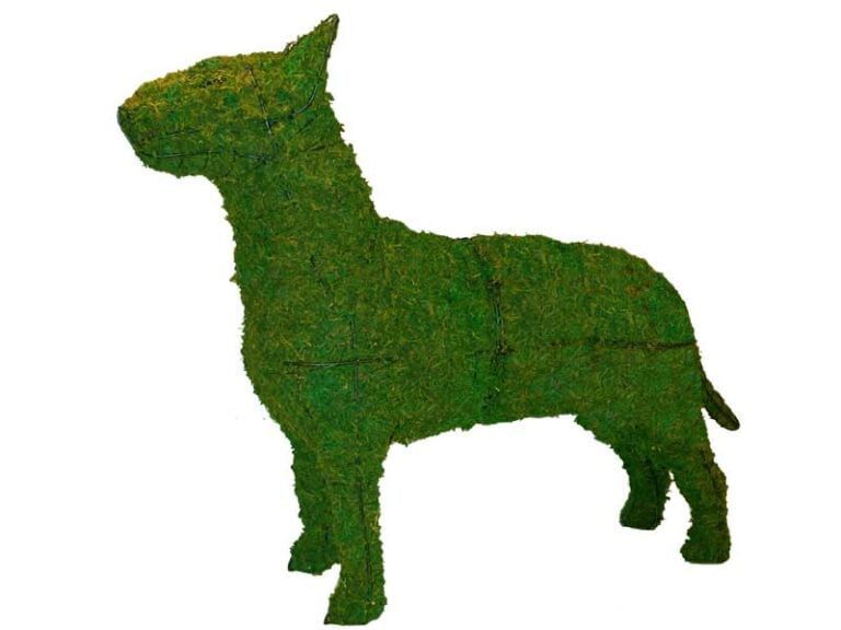 Live Boxwood Foliage Topiary FAQ & Receiving Your Plants