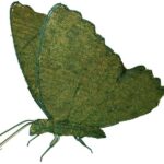 Moss-covered topiary butterfly with wings spread, shown in side profile.