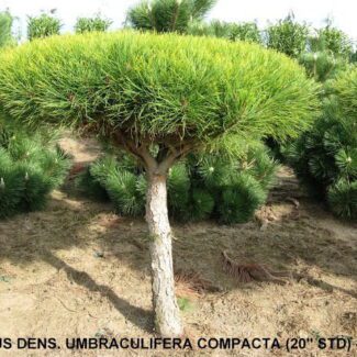 Pinus Dens and  Umbraculifera Compacta (20 inch   Std) (30 to 36 inch  ) | TOPIARYTREE.NET