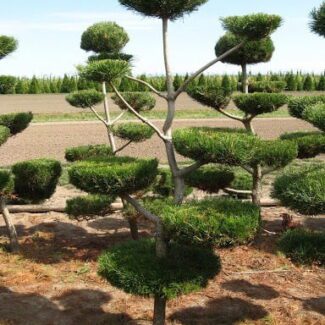 Pinus Contorta (5 to 6 feet ) | TOPIARYTREE.NET