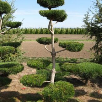 Pinus Contorta (6 to 7 feet ) | TOPIARYTREE.NET