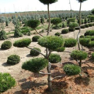 Pinus Contorta (4 to 5 feet ) | TOPIARYTREE.NET