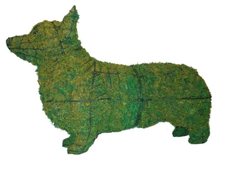 Live Boxwood Foliage Topiary FAQ & Receiving Your Plants